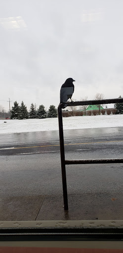 Coffee Shop «Tim Hortons», reviews and photos, 36255 26 Mile Rd, Lenox, MI 48050, USA