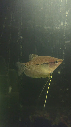 Tropical Fish Store «Aquatic Kingdom Aquariums», reviews and photos, 18757 E Hampden Ave #160, Aurora, CO 80013, USA