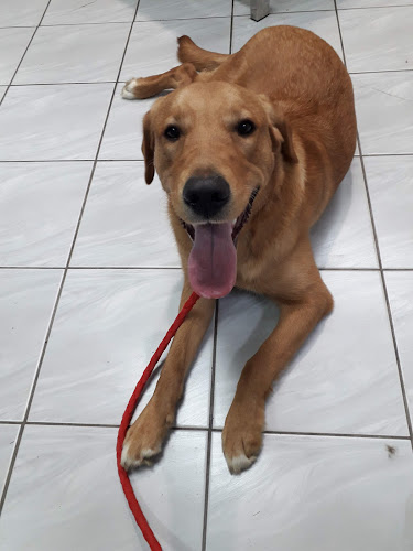 Feliks veterinarska praksa - Virovitica
