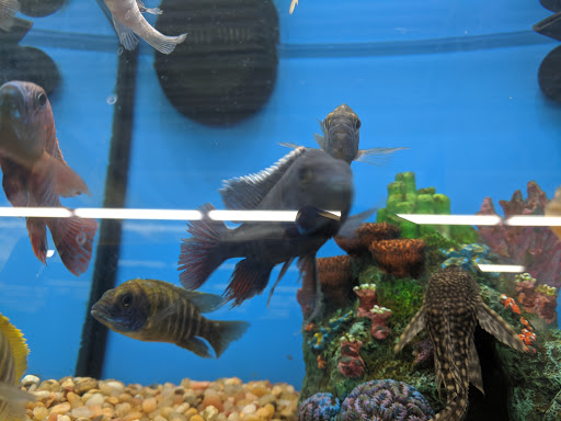 Pet Supply Store «Pet Supplies Plus», reviews and photos, 1240 Seminole Trail, Charlottesville, VA 22901, USA