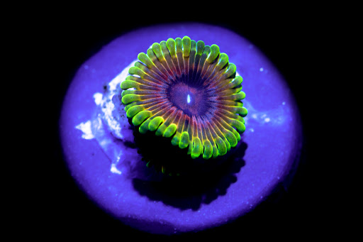 Aquarium «VIP Reef Aquarium», reviews and photos, 16300 SW 137th Ave #121, Miami, FL 33177, USA