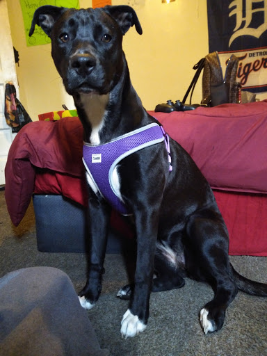 Pet Supply Store «D & D Pet Center», reviews and photos, 8813 Michigan Ave, Detroit, MI 48210, USA