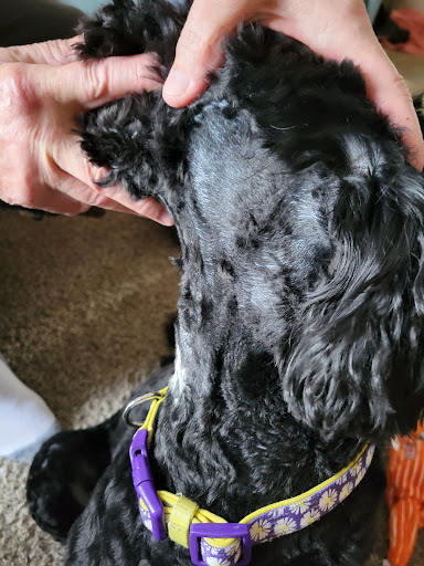 Pet Supply Store «PetSmart», reviews and photos, 4540 Grape Rd, Mishawaka, IN 46545, USA