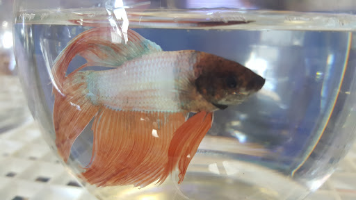 Tropical Fish Store «Scranton Aquarium», reviews and photos, 1819 Sanderson Ave, Scranton, PA 18509, USA