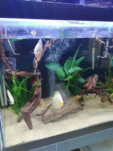 Tropical Fish Store «Xtreme Fish & Pets», reviews and photos, 11415 Bellaire Blvd # A, Houston, TX 77072, USA