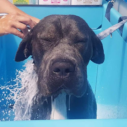 Aussie Pooch Mobile Dog Wash Kirwan