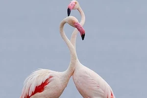 Bhigwan Flamingo Bird Sanctuary image