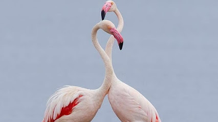 Bhigwan Flamingo Bird Sanctuary