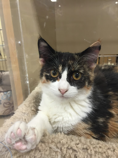 Pet Supply Store «PetSmart», reviews and photos, 6019 Wade Hampton Blvd, Taylors, SC 29687, USA