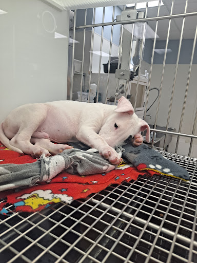 Pet Store «Petland Topeka», reviews and photos, 1801 SW Wanamaker Rd, Topeka, KS 66614, USA