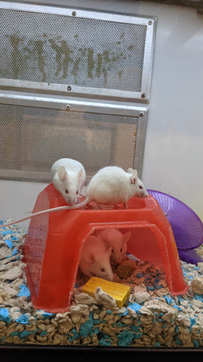 Pet Supply Store «Petco Animal Supplies», reviews and photos, 10315 E Shelby Dr, Collierville, TN 38017, USA