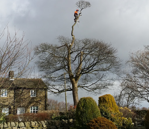 Aire Valley Tree Services Leeds
