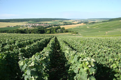Champagne Patis-Paille à La Neuville-aux-Larris