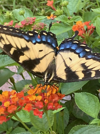 Used Car Dealer «Monarch Auto Sales», reviews and photos, 4519 W Market St #100, Greensboro, NC 27407, USA