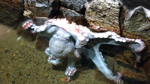 Aquarium «Seaside Aquarium», reviews and photos, 200 N Prom, Seaside, OR 97138, USA