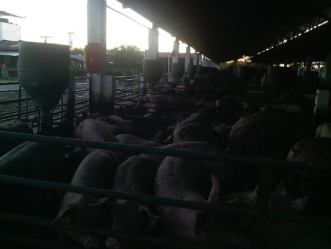 Opinii despre Sos Vía Candelaria Puerto Tejada în Candelaria - Taller de reparación de automóviles