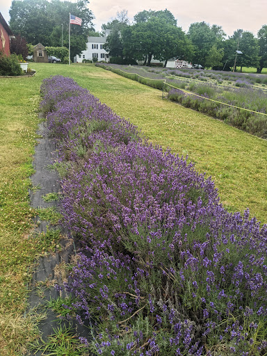 Gift Shop «Hidden Spring Lavender Farm and Gift Shoppe», reviews and photos, 890 Belle Mead-Blawenburg Rd, Skillman, NJ 08558, USA