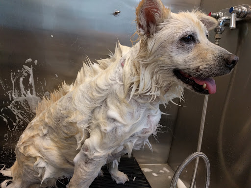 Pet Supply Store «Pet Supplies Plus», reviews and photos, 200 N Coit Rd Suite 330, Richardson, TX 75080, USA