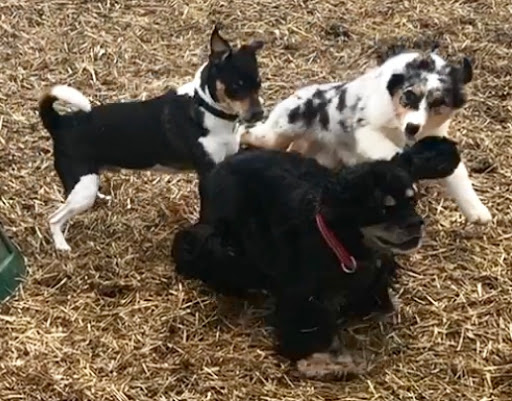 Pet Boarding Service «Howliday Inn Suites & Treats Pet Resort», reviews and photos, 1 Davis Ct, Hurricane, WV 25526, USA