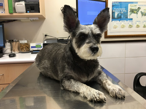 Spector Jeffery H DVM image