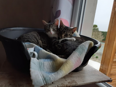 Chat O Cats à Château-Gontier-sur-Mayenne