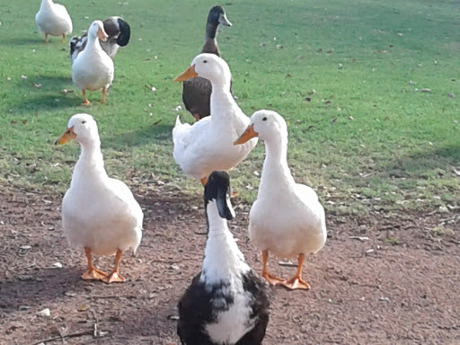 Recreation Center «Rio Vista Recreation Center», reviews and photos, 8866 W Thunderbird Rd, Peoria, AZ 85381, USA