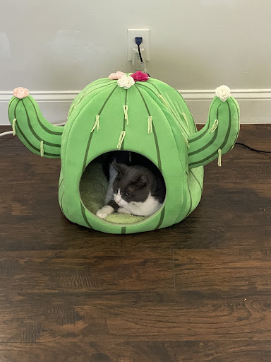 Pet Supply Store «PetSmart», reviews and photos, 2391 NJ-66, Ocean Township, NJ 07712, USA