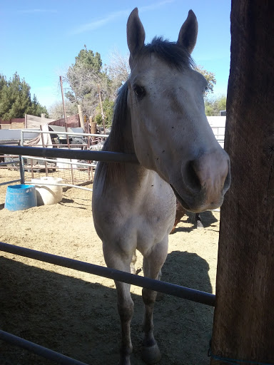 Garcia Horse Ranch