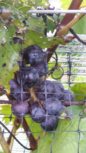 Winery «Basignani Winery», reviews and photos, 15722 Falls Rd, Sparks Glencoe, MD 21152, USA