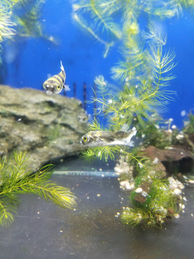 Pet Supply Store «Premium Pet Supply», reviews and photos, 1500 E Empire St, Bloomington, IL 61701, USA