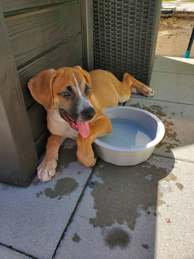 Pet Store «Pets Plus - Quakertown», reviews and photos, 117 S West End Blvd, Quakertown, PA 18951, USA