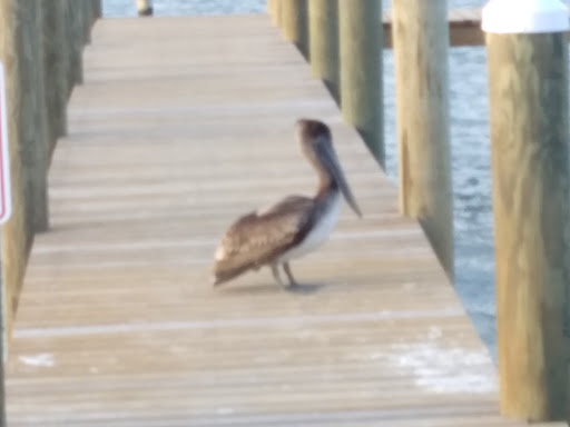 Aquarium «St. Lucie County Aquarium», reviews and photos, 420 Seaway Dr, Fort Pierce, FL 34949, USA