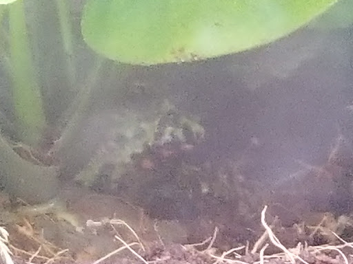 Pet Supply Store «Petco Animal Supplies», reviews and photos, 675 Deis Dr i, Fairfield, OH 45014, USA