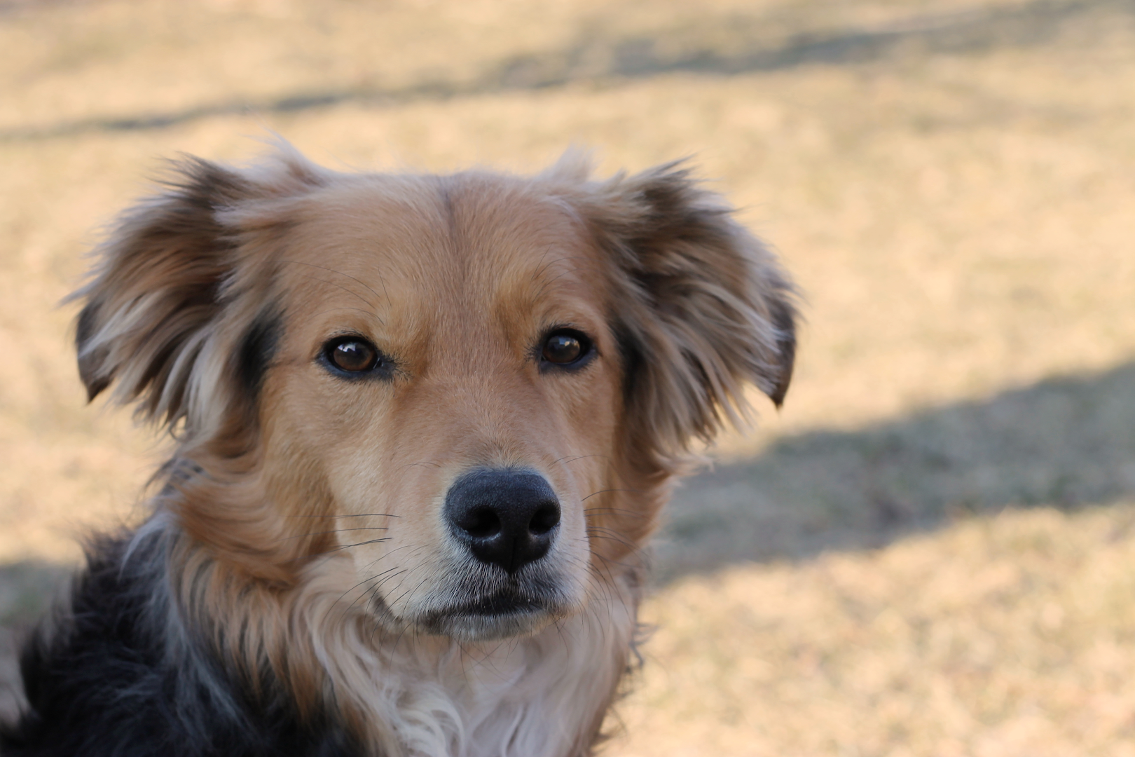 Two Sisters Kennels