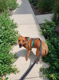 Cream City Critters LLC. - Photo 5 - Car repair in , Milwaukee