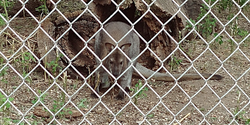 Zoo «Cricket Hollow Zoo», reviews and photos, 1512 210th St, Manchester, IA 52057, USA