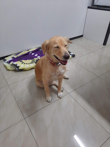 Veterinaria Don Perro Samanes - Guayaquil