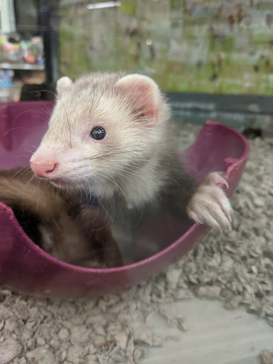 Pet Supply Store «Petco Animal Supplies», reviews and photos, 693 Middletown Warwick Rd, Middletown, DE 19709, USA