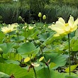 Lotus Garden Park