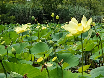 Lotus Garden Park