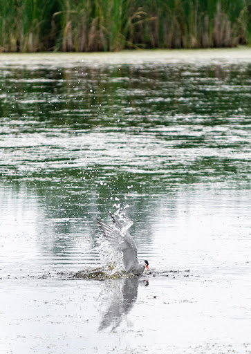 Nature Preserve «Times Beach Nature Preserve», reviews and photos, Coast Guard Station S Rd, Buffalo, NY 14203, USA