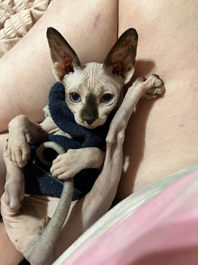 Nudie Tootie Sphynx Kitties