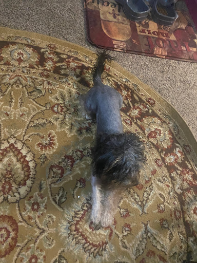 Pet Supply Store «PetSmart», reviews and photos, 1810 Cumming Hwy, Canton, GA 30114, USA