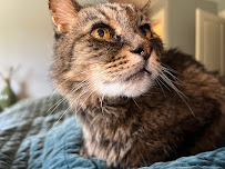 Jillian A Plus Pet Sitting - Photo 2 - Car repair in , Bellevue