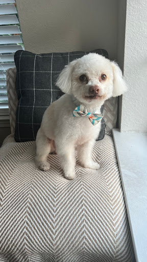 Pet Groomer «ITIG Happy Dog Wash», reviews and photos, 6465 S Chickasaw Trail, Orlando, FL 32829, USA