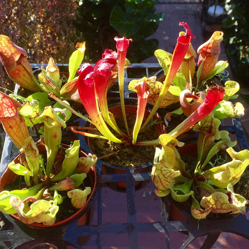 Wholesale Florist «Urban Jungle», reviews and photos, 2603 Sherman Ave NW, Washington, DC 20001, USA