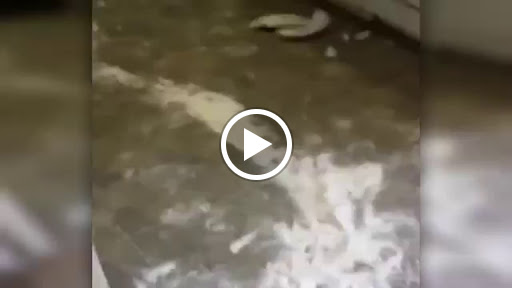 Park «Dot Thomas Park», reviews and photos, 1401 S Clark Rd, Cedar Hill, TX 75104, USA