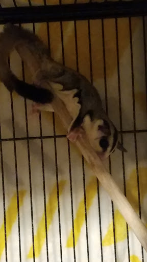 Pet Store «The Pet Glider, Glider World», reviews and photos, 11407 Craighead Dr, Houston, TX 77025, USA