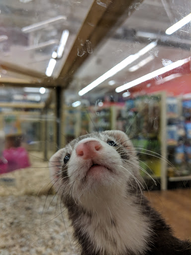 Pet Supply Store «Pet Supermarket, Inc.», reviews and photos, 598 N McCarran Blvd, Sparks, NV 89431, USA