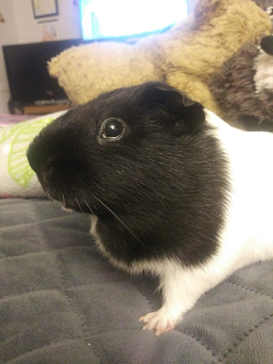 Pet Supply Store «Pet Supplies Plus», reviews and photos, 500 S St W, Raynham, MA 02767, USA